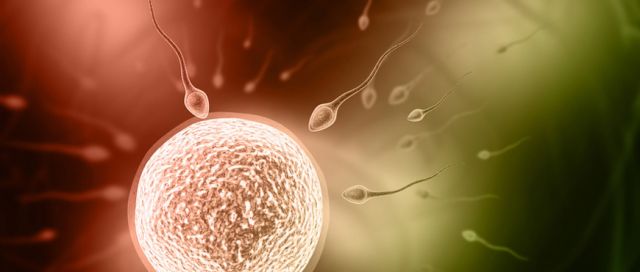 Augmenter la fertilité masculine