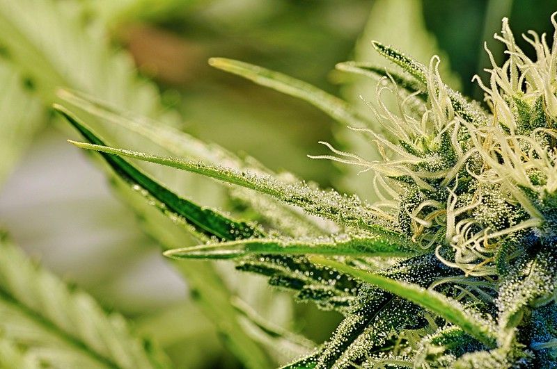 Cannabis : comment bien choisir vos pochons de weed ?